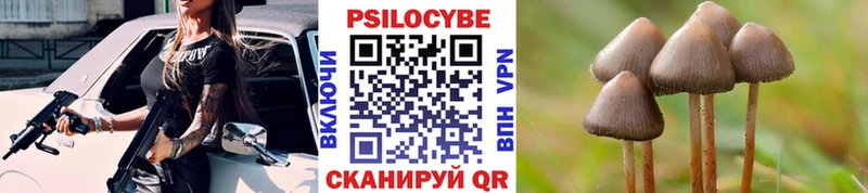 Купить закладки  Шенкурск  Галлюциногенные грибы Psilocybine cubensis 